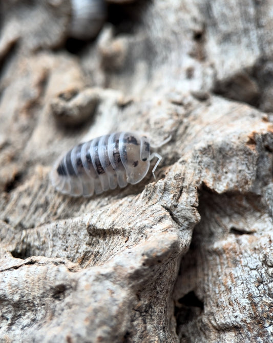 Nesodillo archangeli "Shiro Utsuri" Isopods