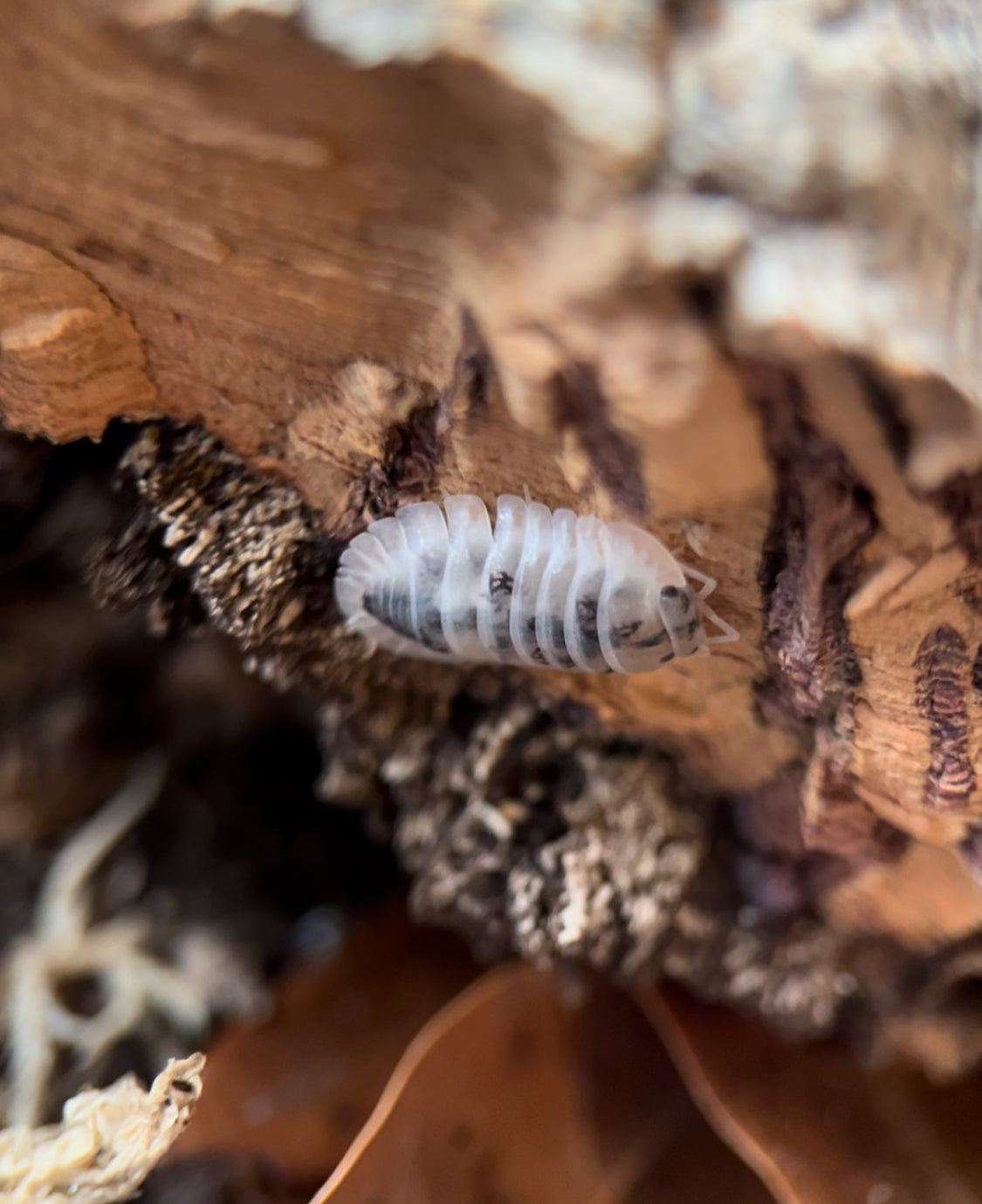 Nesodillo archangeli "Shiro Utsuri" Isopods