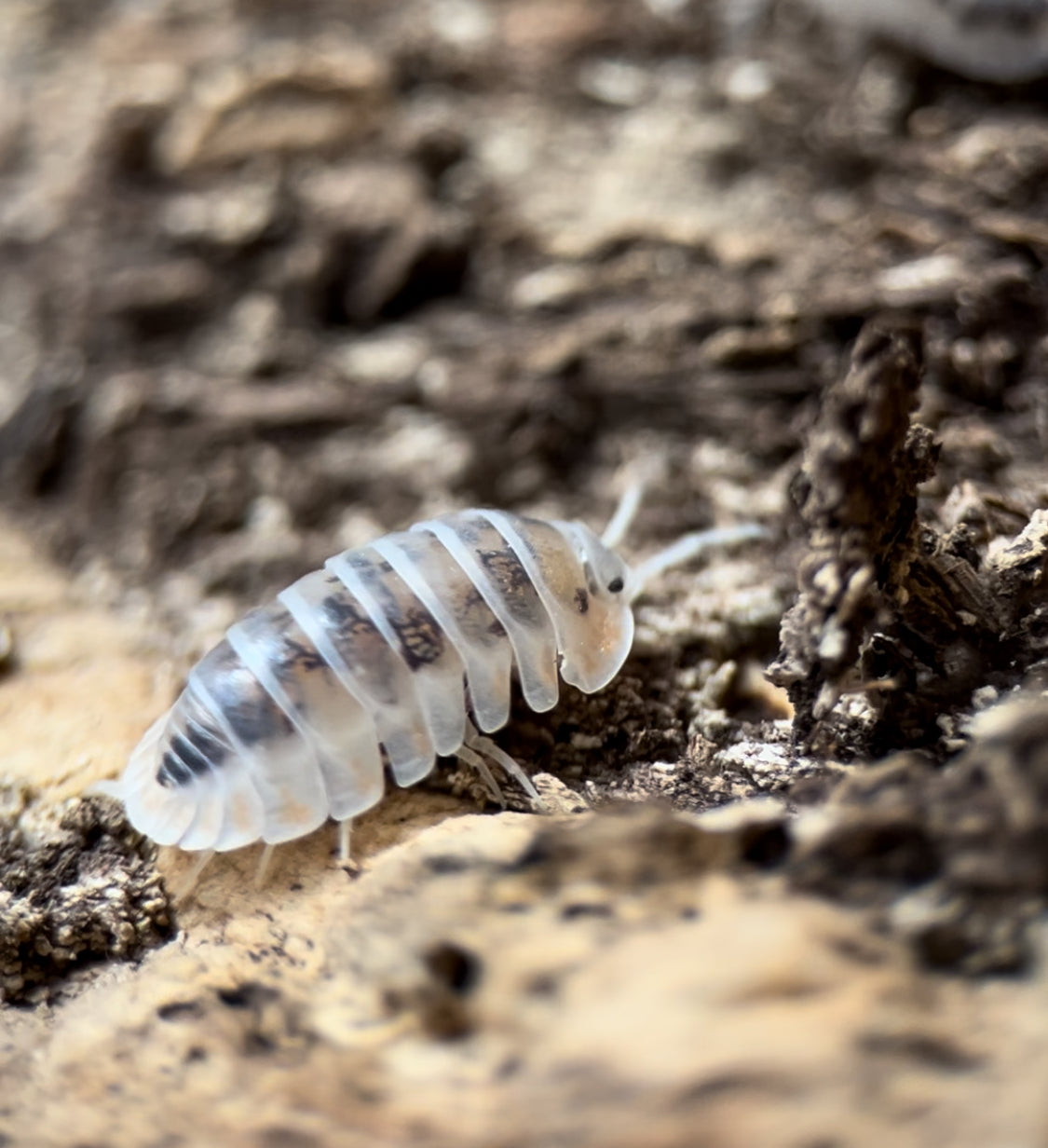 Nesodillo archangeli "Shiro Utsuri" Isopods