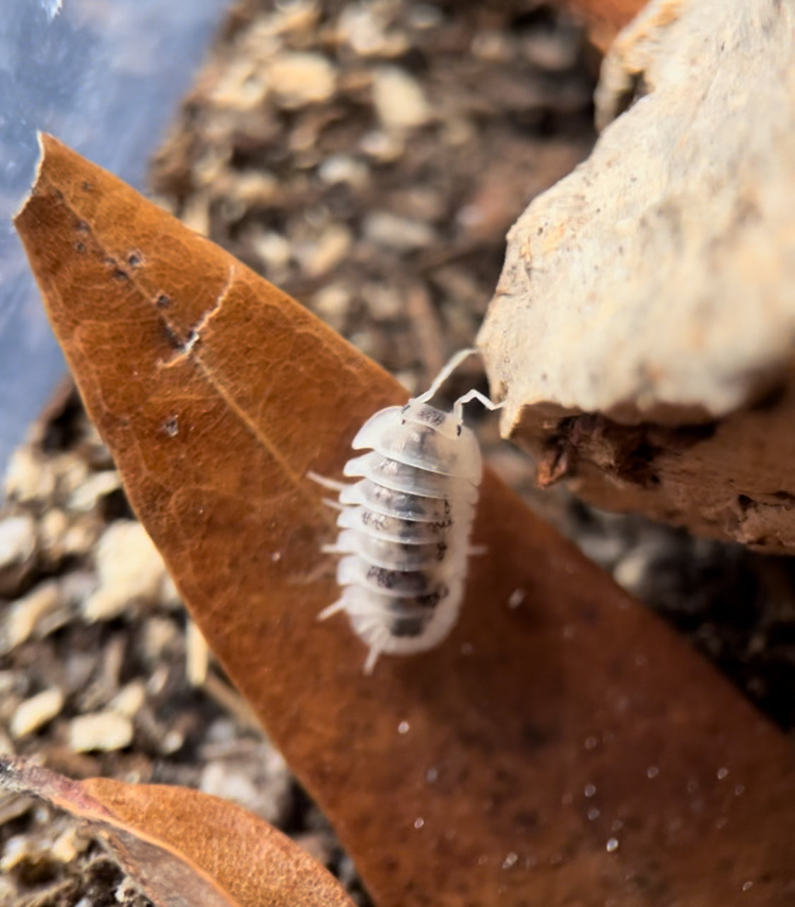 Nesodillo archangeli "Shiro Utsuri" Isopods