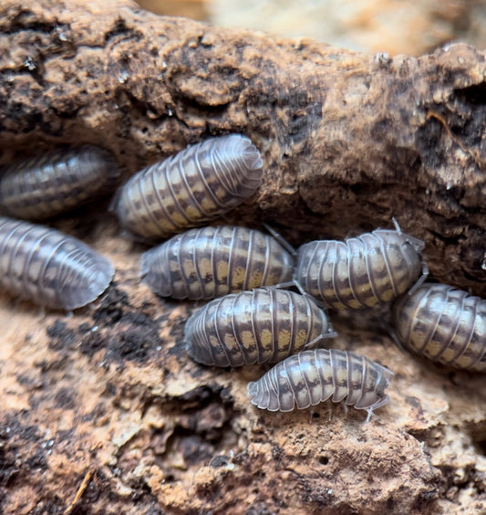 Armadillidium nasatum "Nosy" Isopods