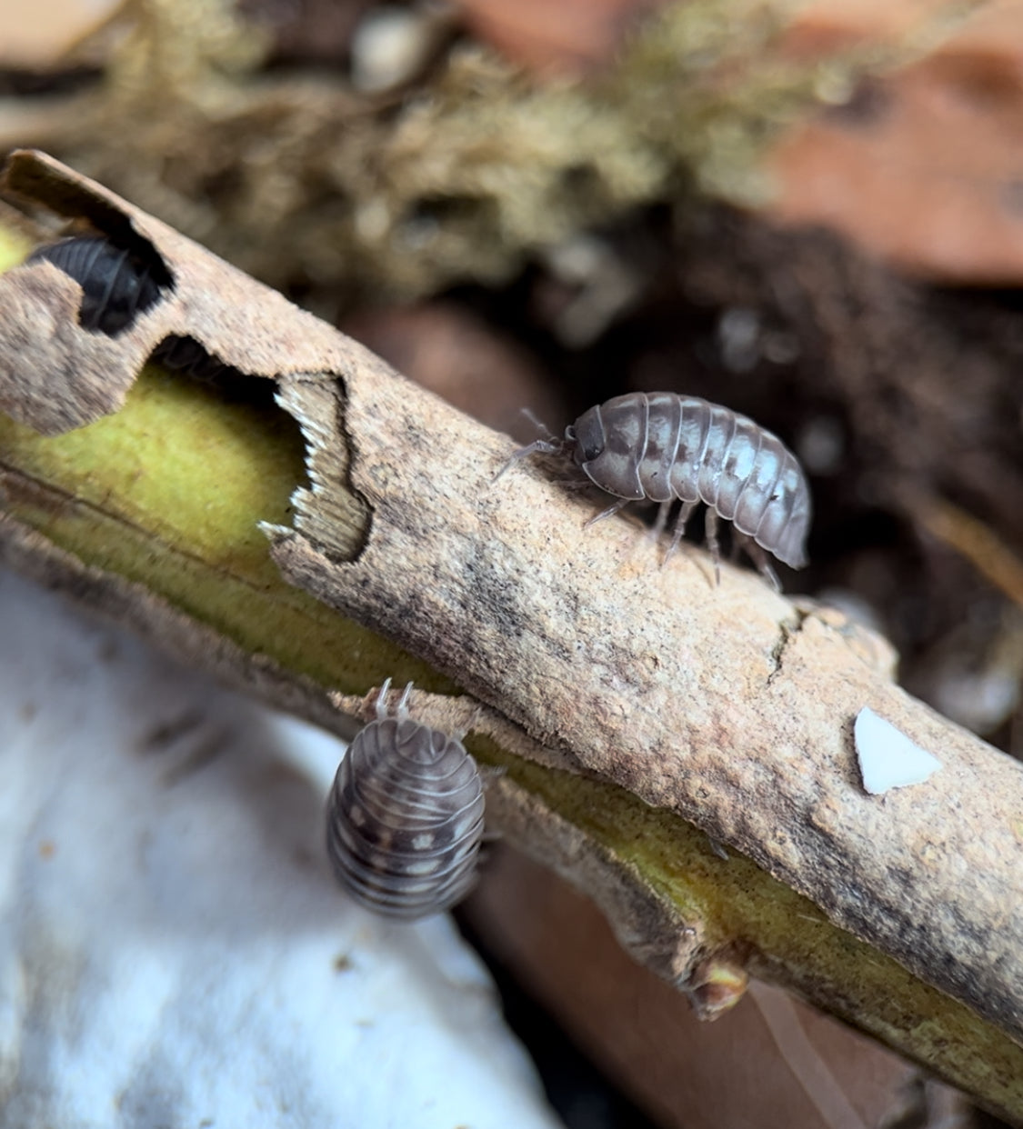 Armadillidium nasatum "Nosy" Isopods