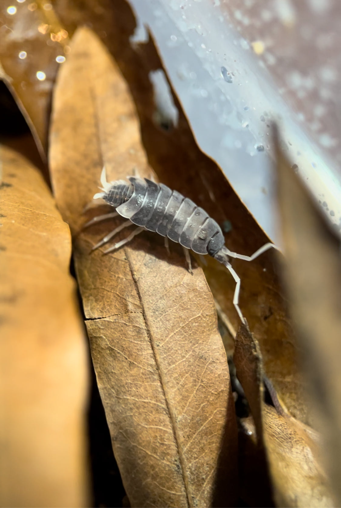 Porcellionides pruinosus "Oreo Crumble" isopod