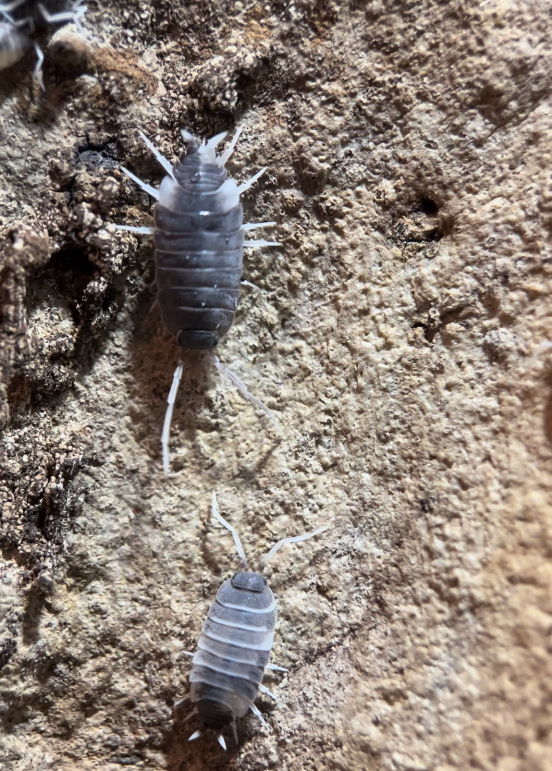 Porcellionides pruinosus "Oreo Crumble" isopod