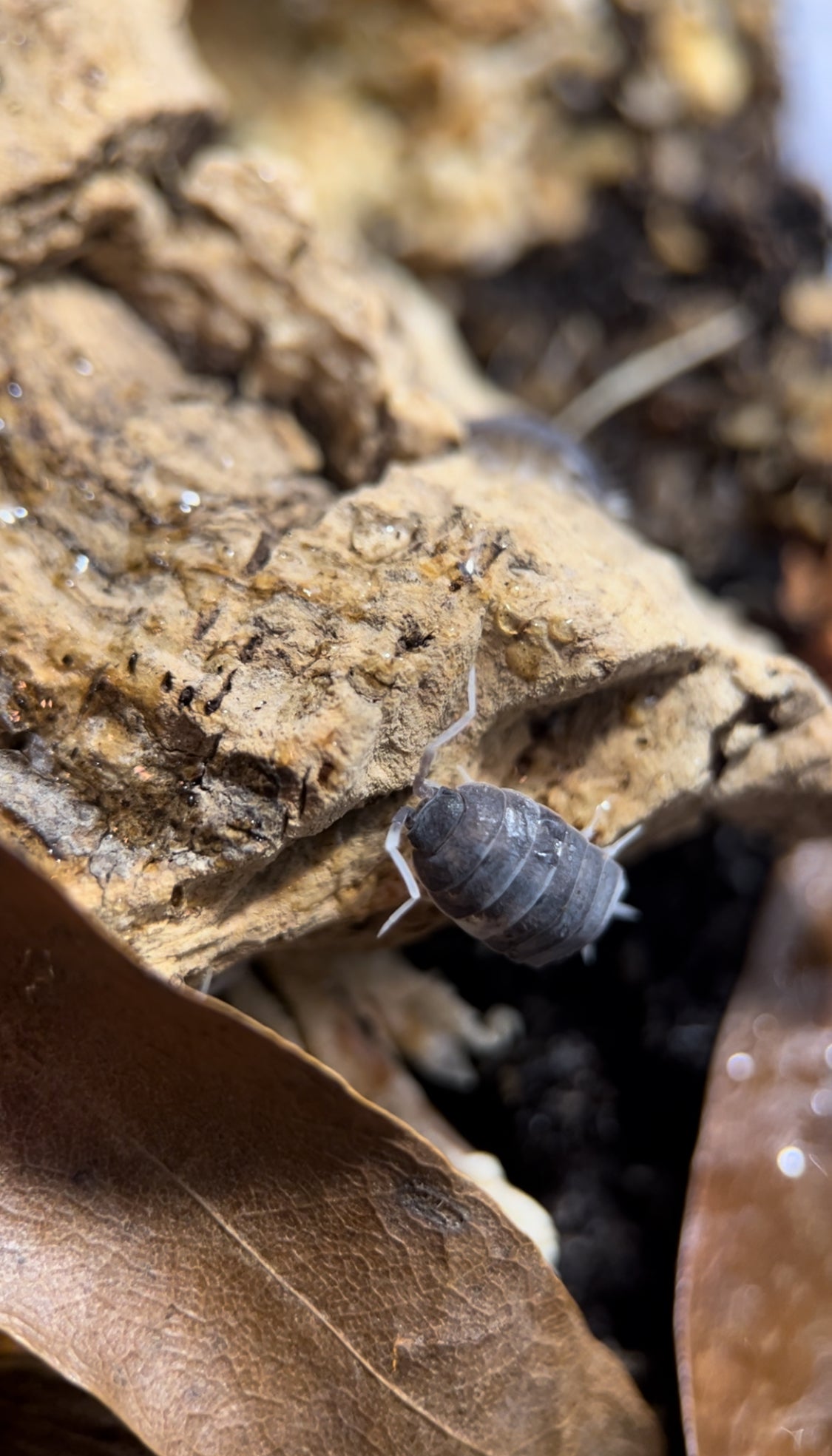 Porcellionides pruinosus "Oreo Crumble" isopod