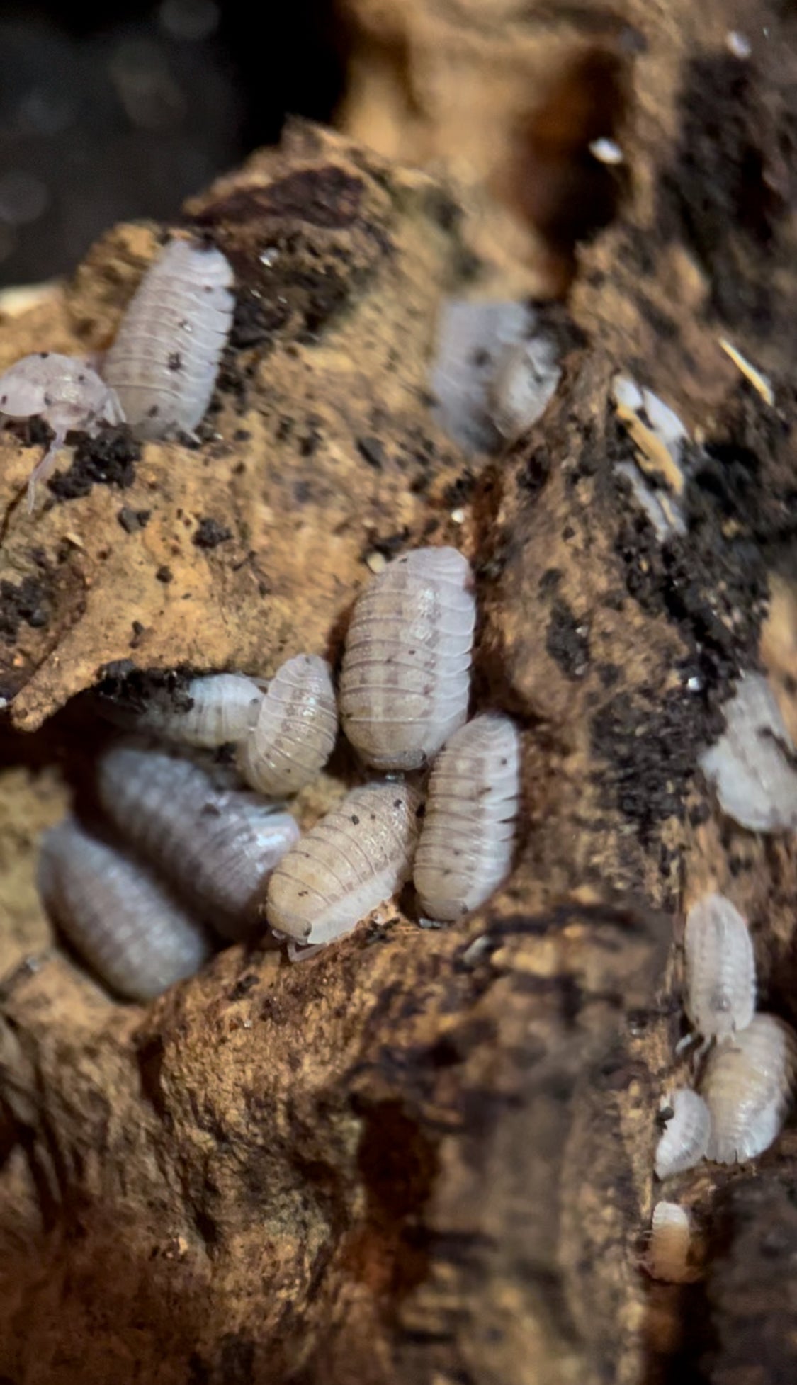 Armadillidium peraccae Isopods