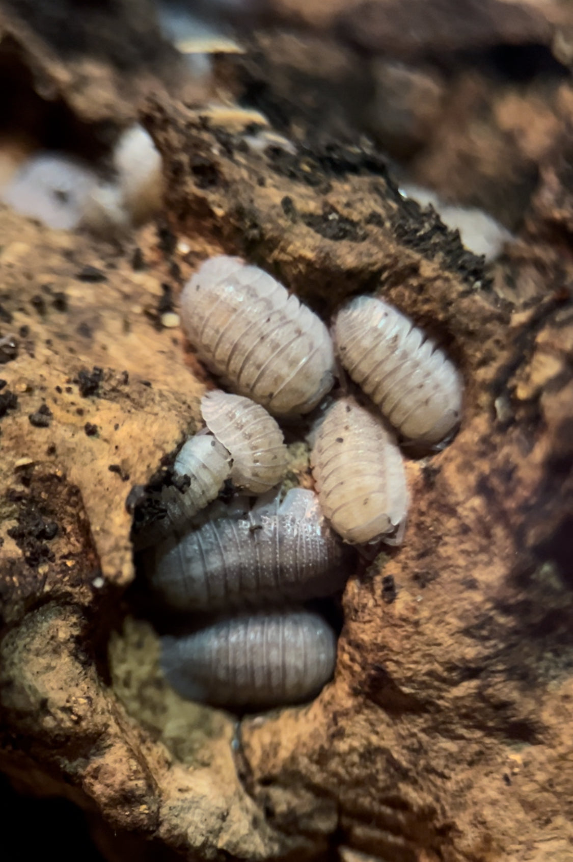 Armadillidium peraccae Isopods