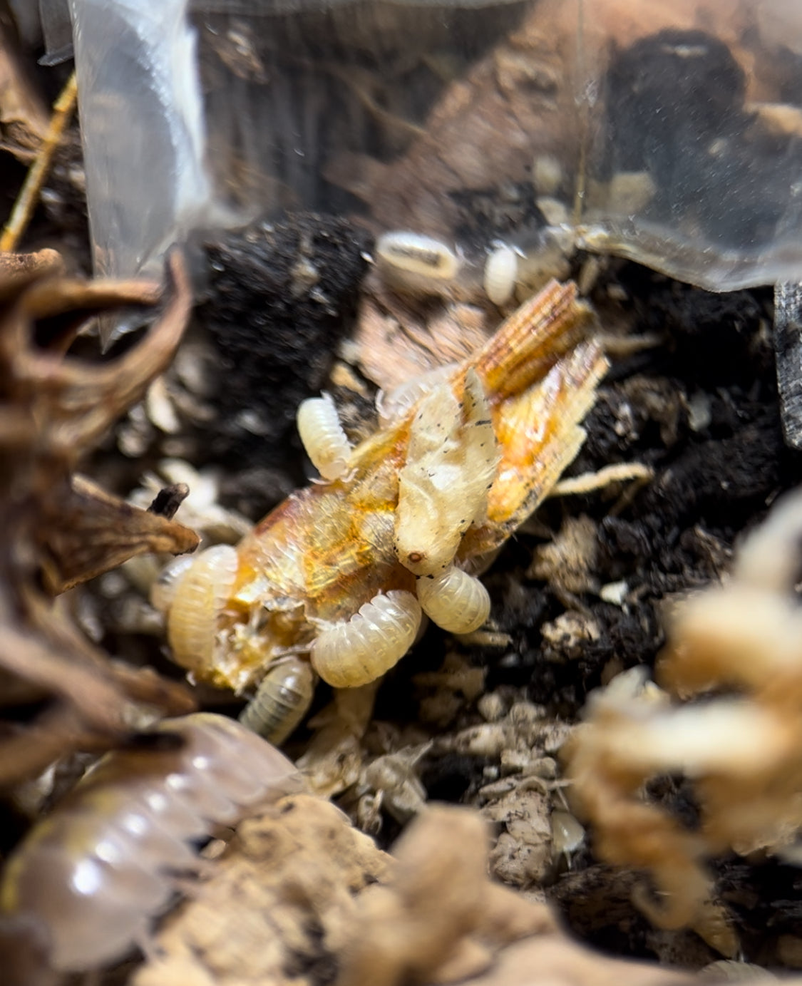 Armadillidium sp. "Albino" Isopods