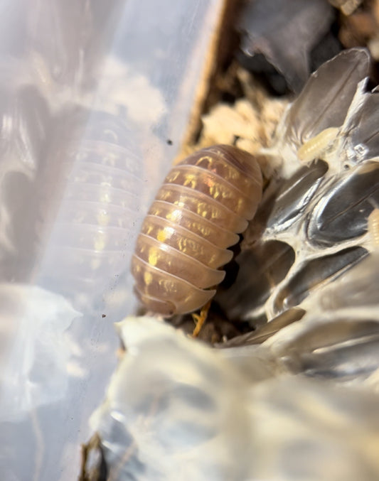 Armadillidium sp. "Albino" Isopods