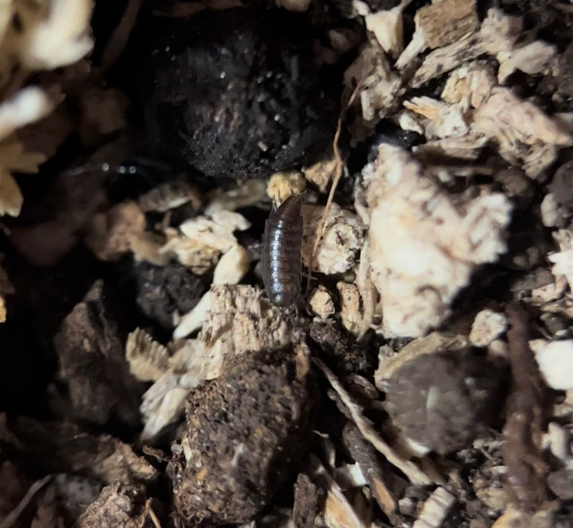 Trichoniscus sp. "Dwarf purple" isopods