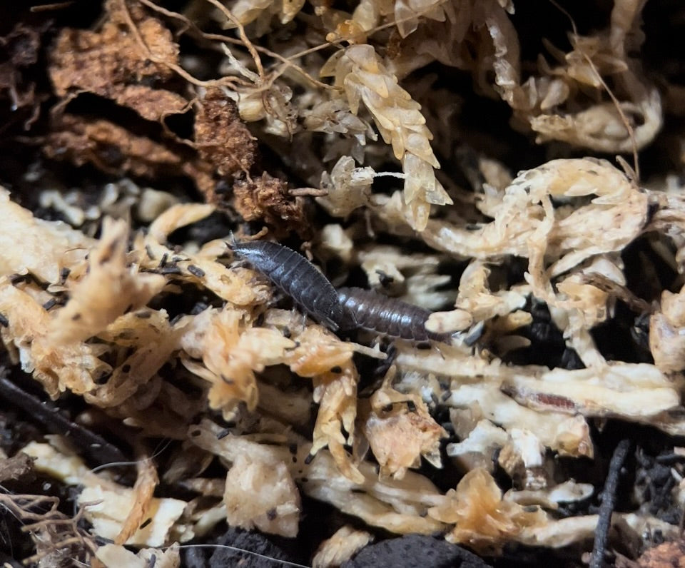 Trichoniscus sp. "Dwarf purple" isopods