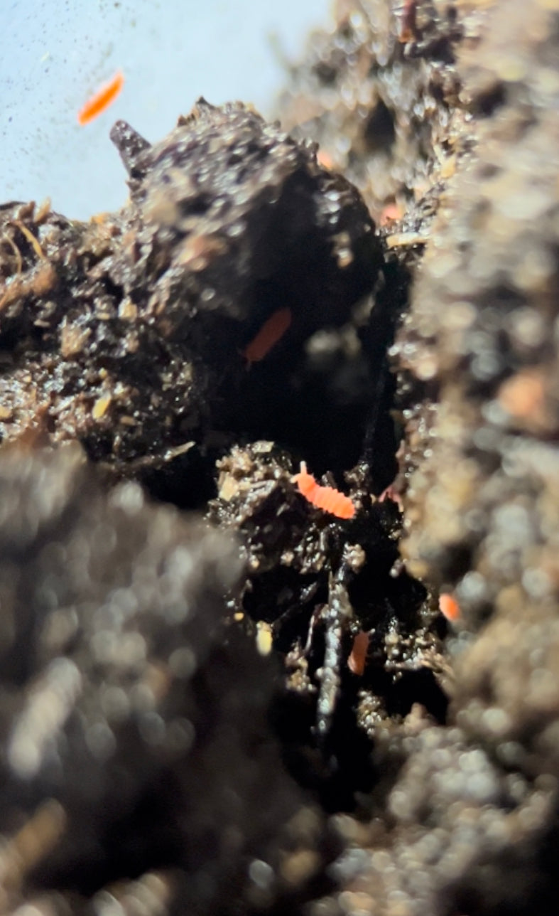 Yuukianura aphoruroides "Orange" springtails
