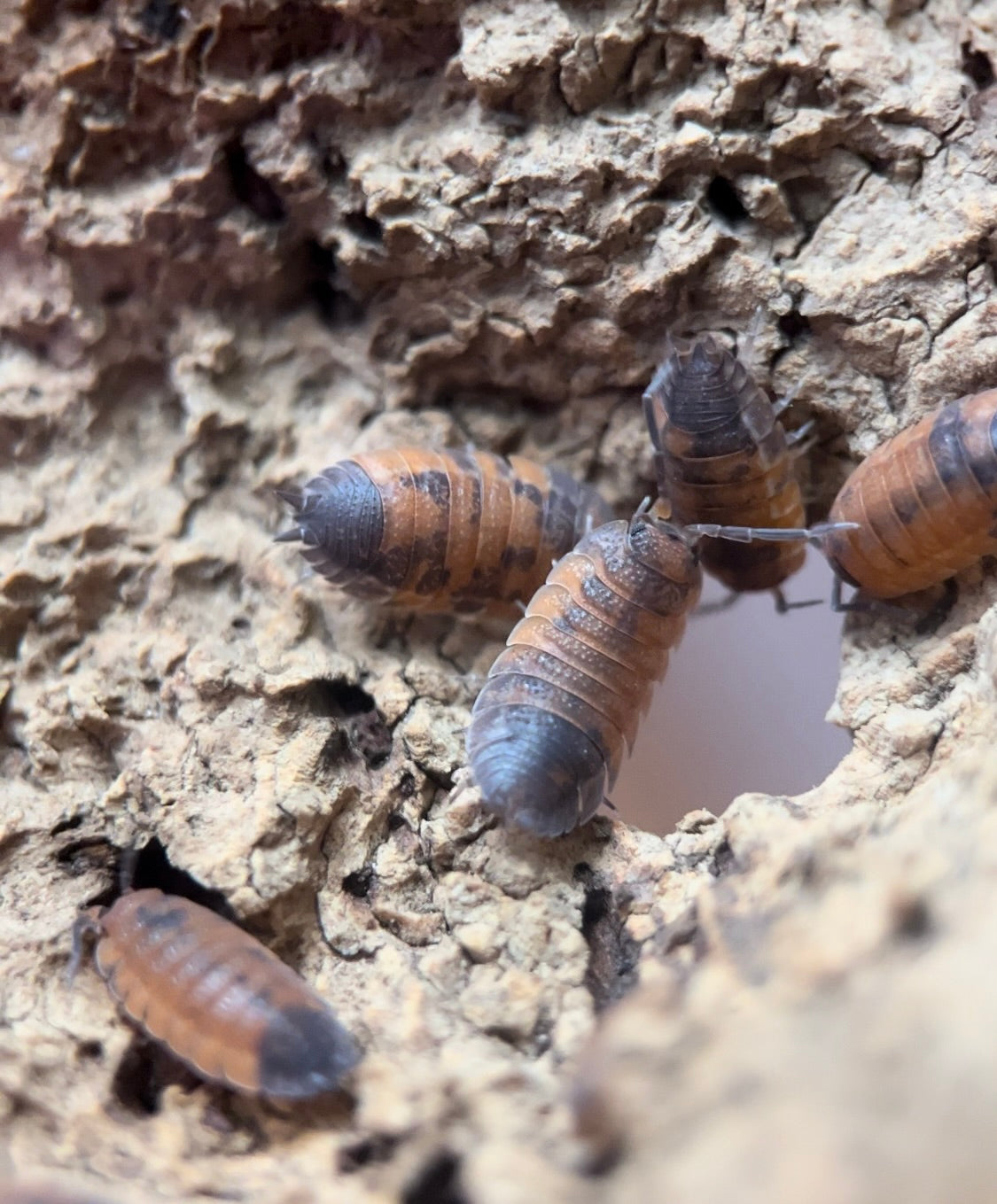 Porcellio scaber "Lava" isopods