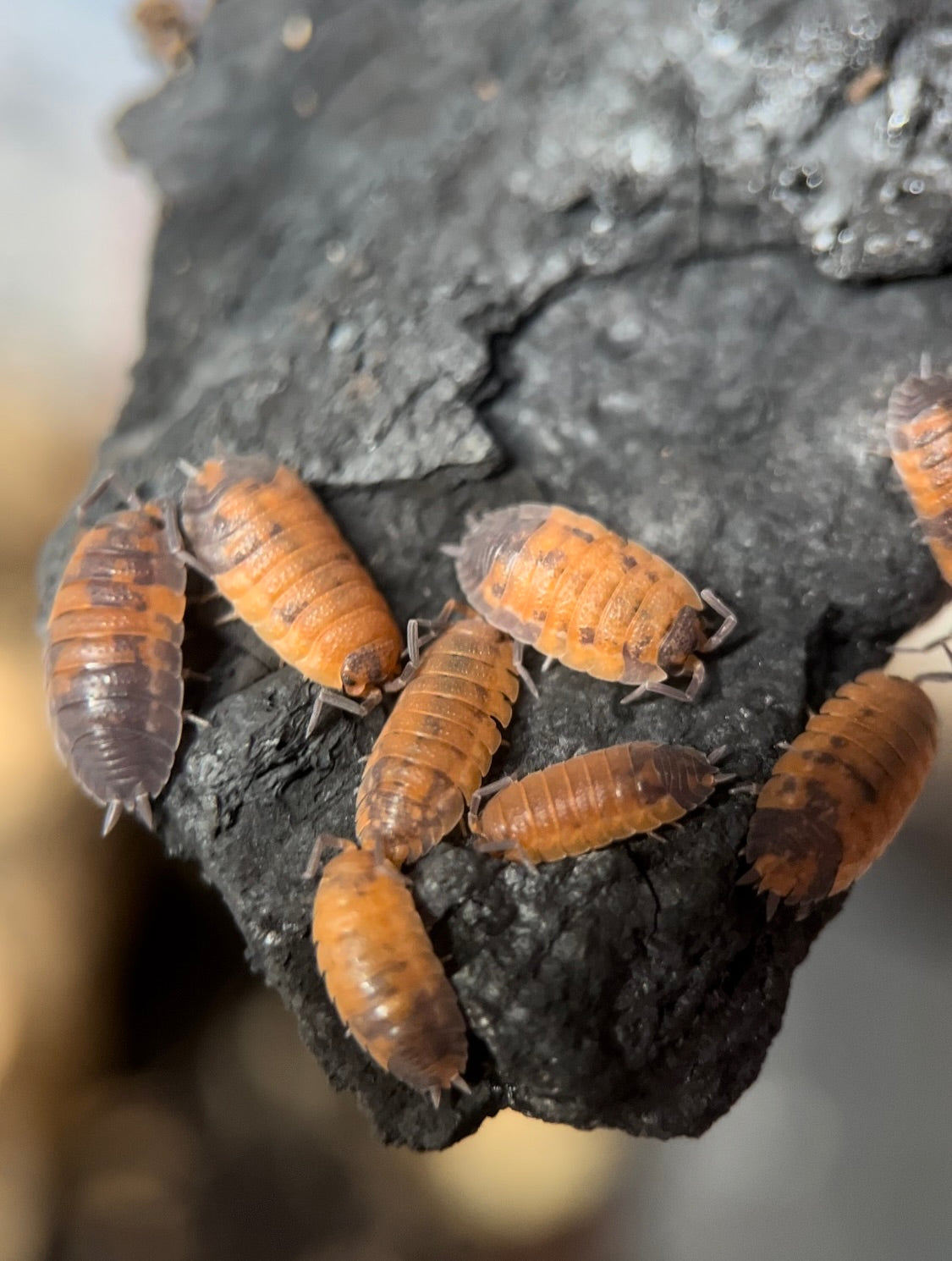 Porcellio scaber "Lava" isopods