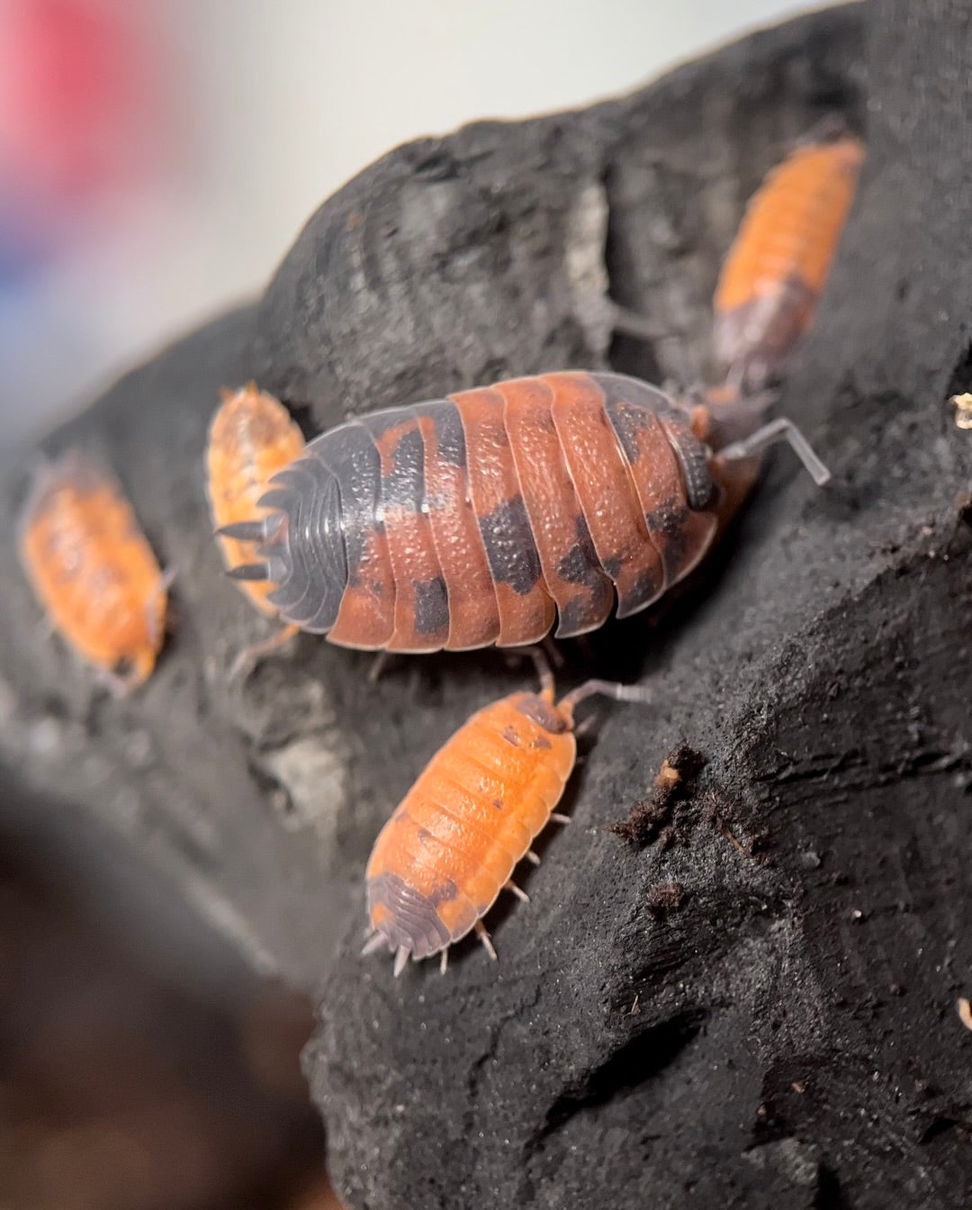 Porcellio scaber "Lava" isopods