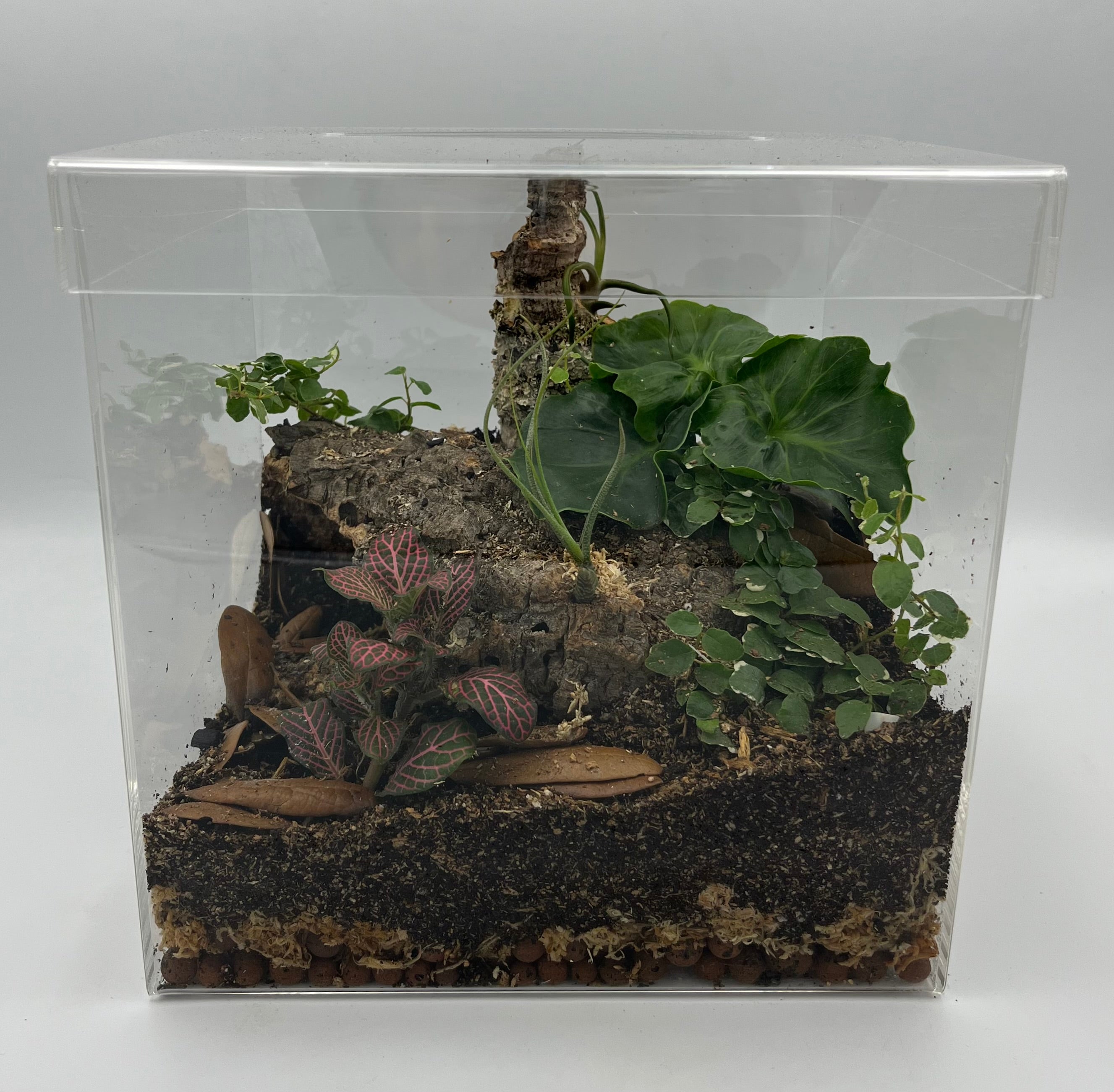 Custom terrariums – Bioactive Avenue