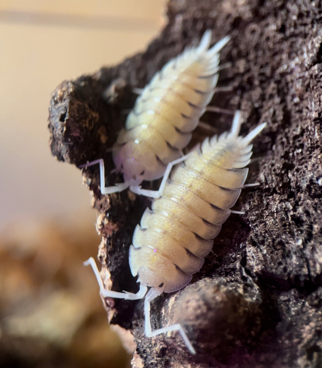 Porcellio bolivari isopods