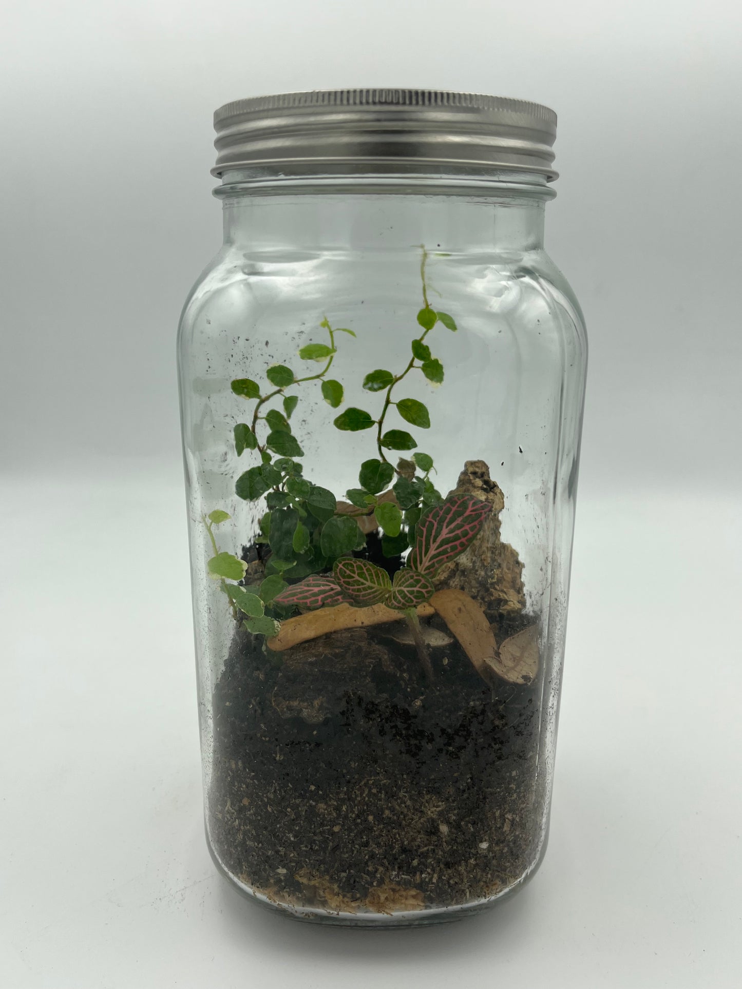 Custom terrariums