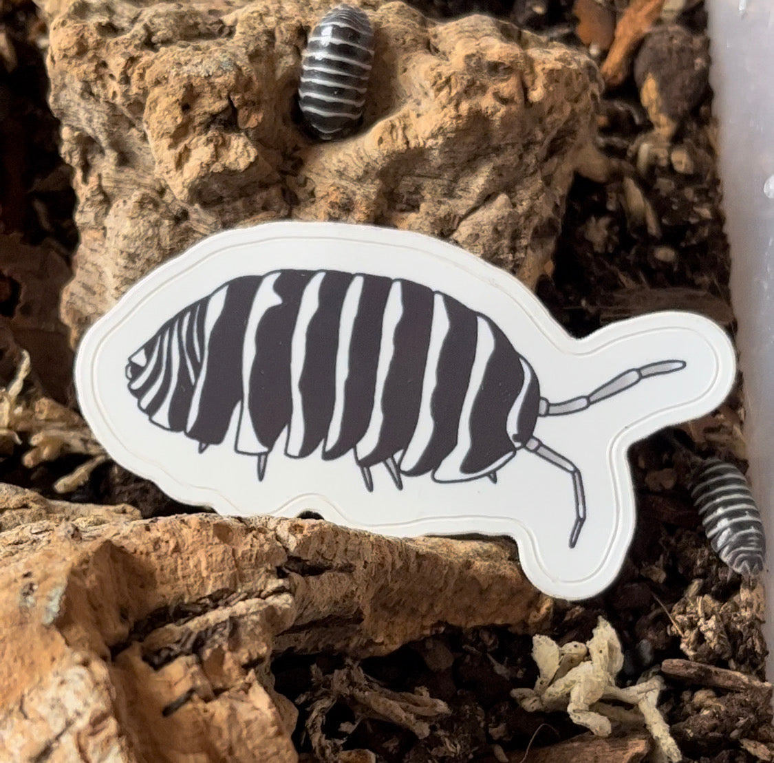 Waterproof sticker - Armadillidium maculatum "Zebra" isopod