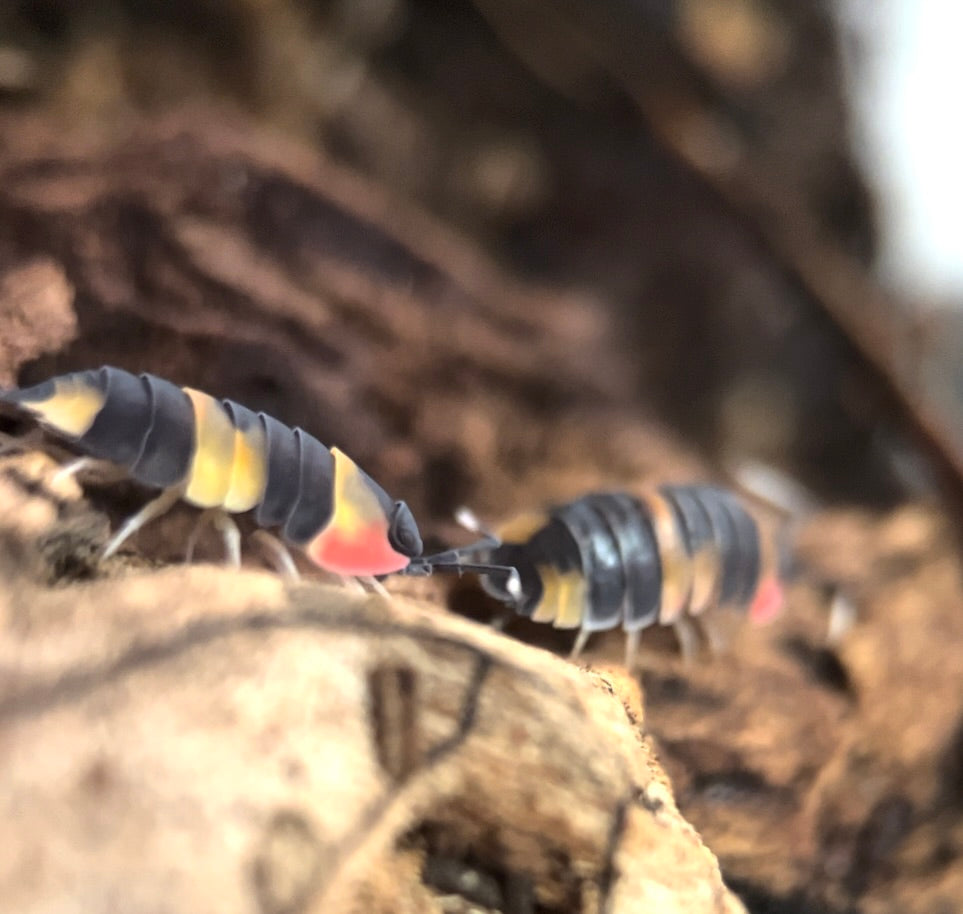 Ardentiella sp. "Tricolour" isopods