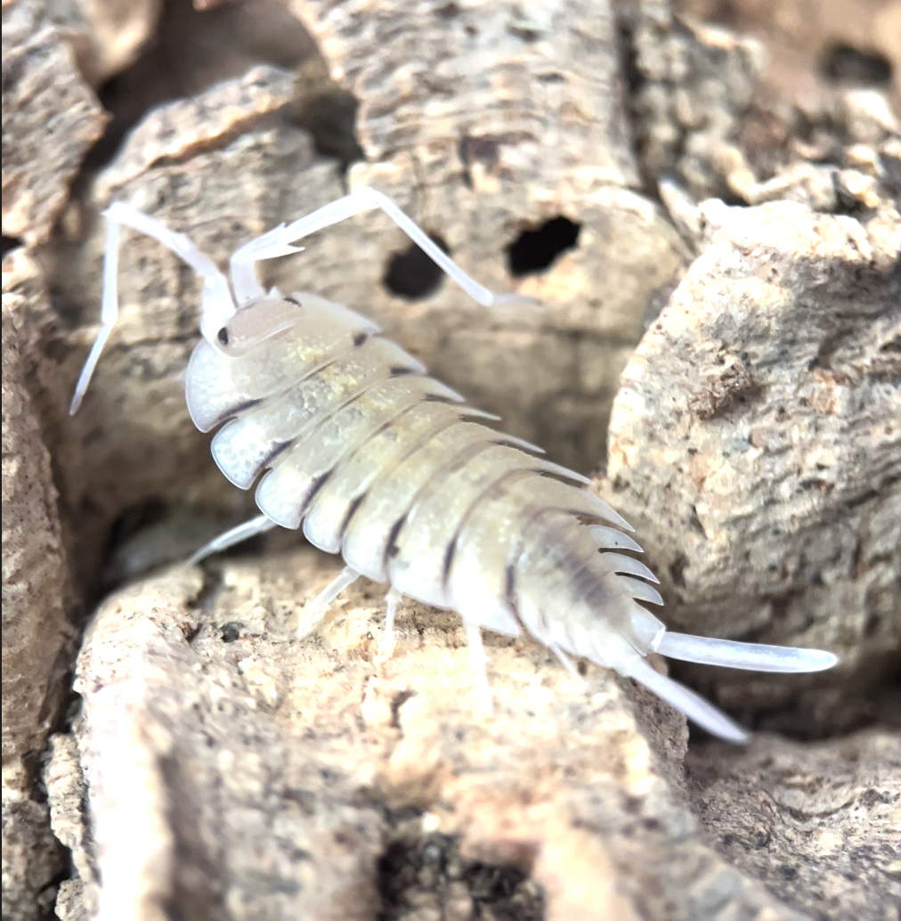 Porcellio bolivari isopods