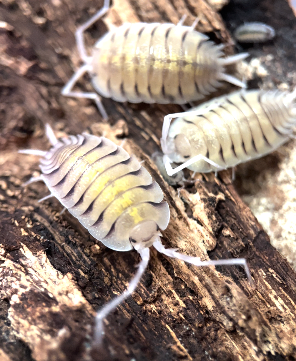 Porcellio bolivari isopods