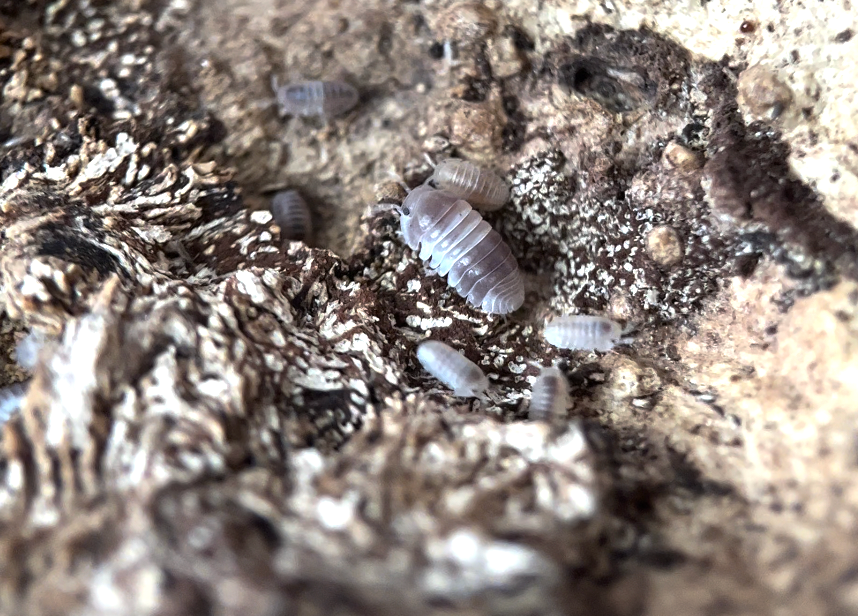 Cubaris sp. "Panda king" isopods