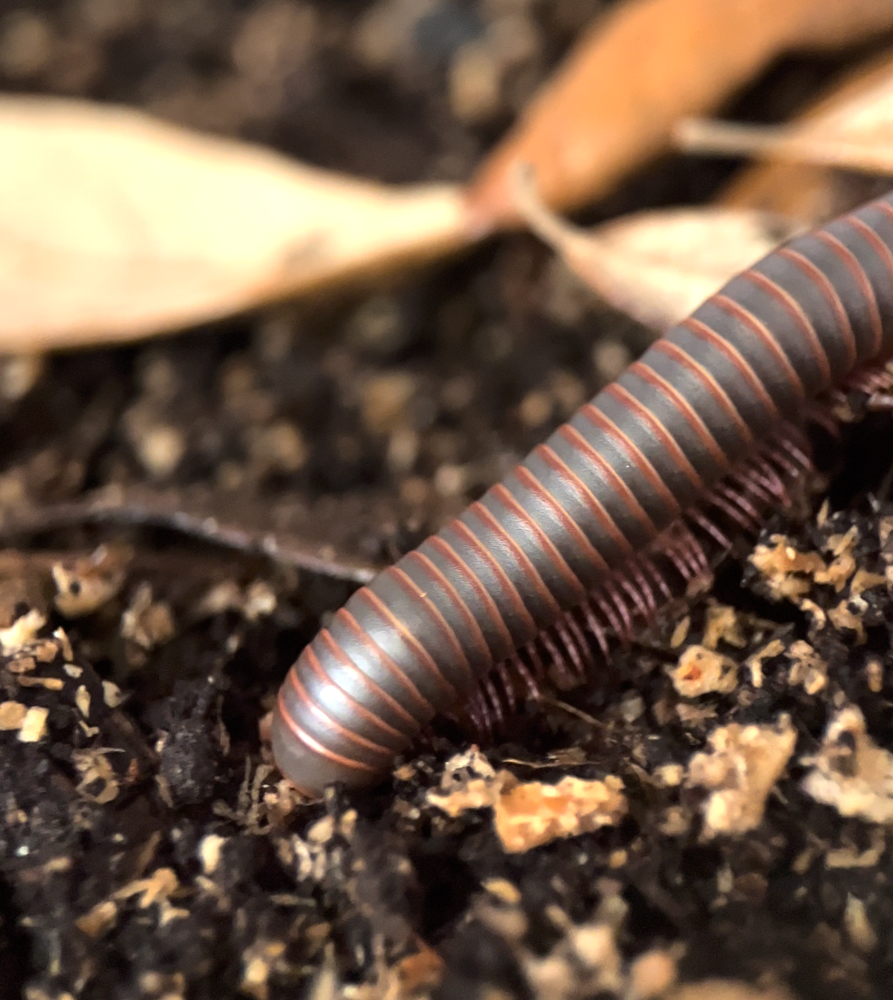 Narceus americanus "American giant millipede"