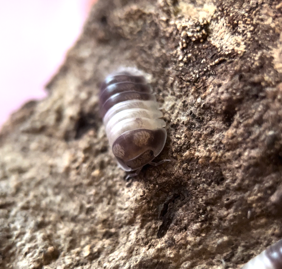 Cubaris sp. "Panda king" isopods