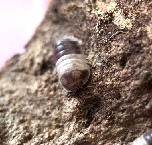 Cubaris sp. "Panda king" isopods