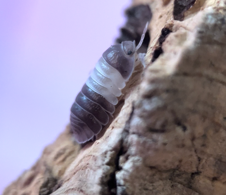 Cubaris sp. "Panda king" isopods