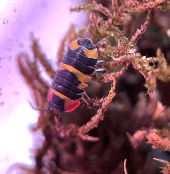 Ardentiella sp. "Tricolour" isopods