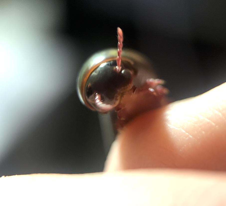 Narceus americanus "American giant millipede"