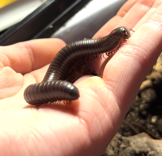 Narceus americanus "American giant millipede"