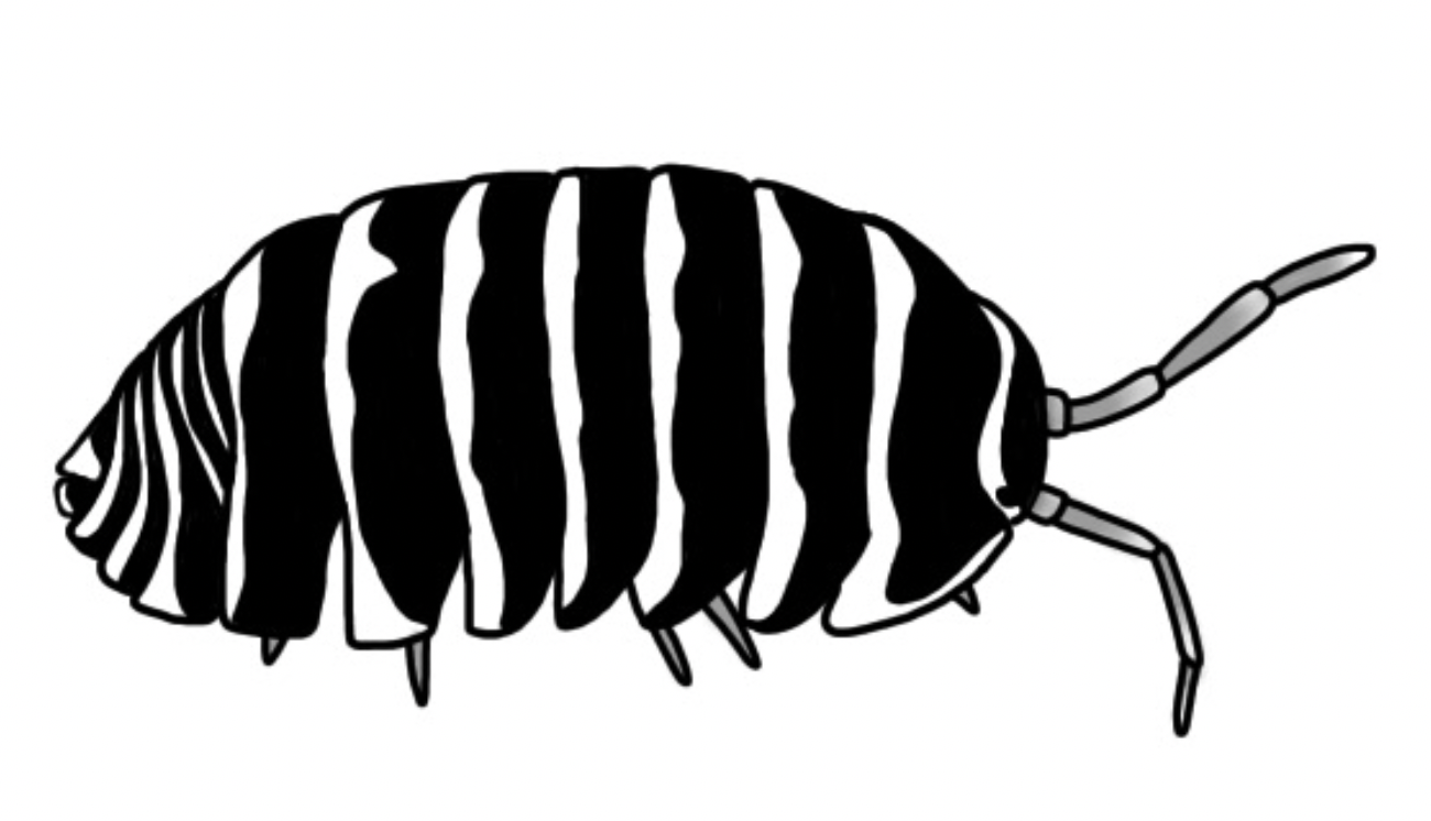 Waterproof sticker - Armadillidium maculatum "Zebra" isopod