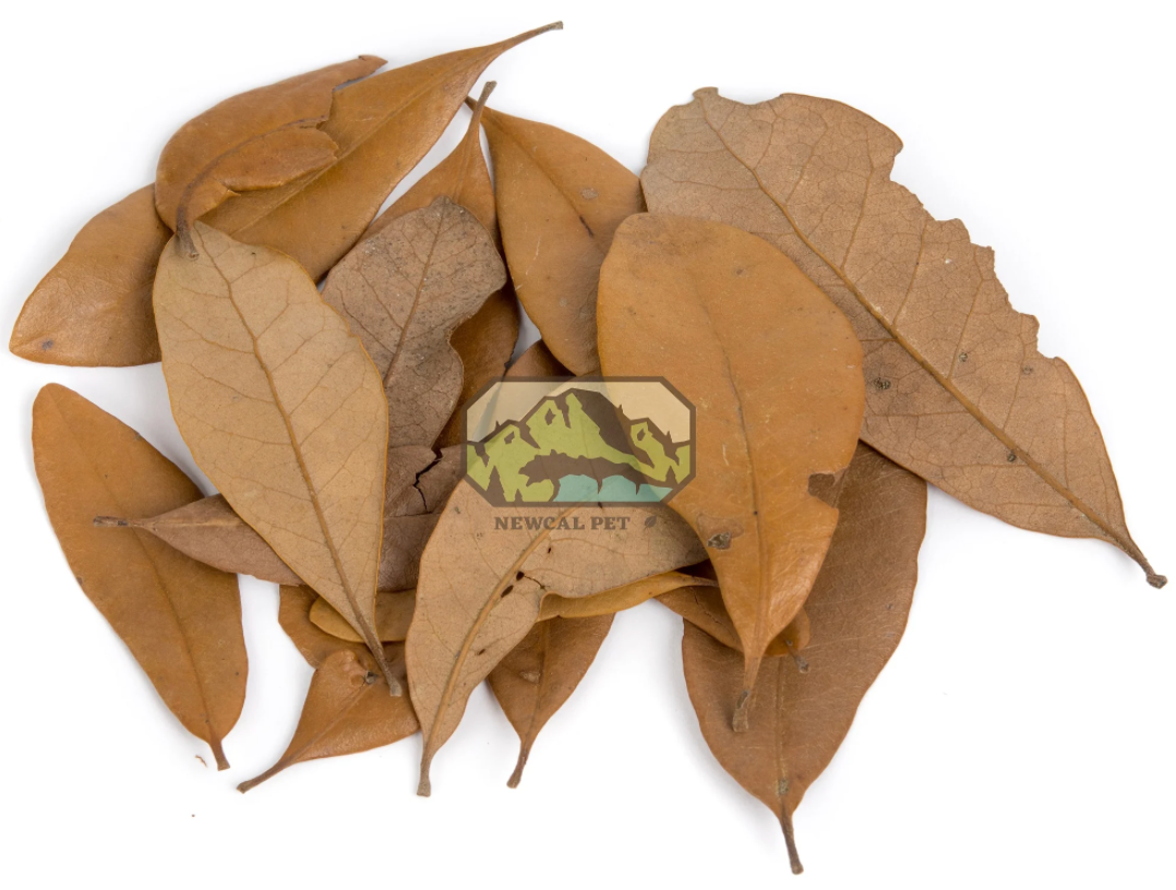 Newcal live oak leaf litter