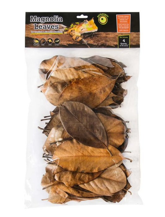 Galapagos Magnolia Leaves, 4qt