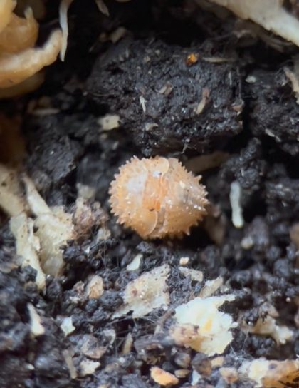 Cristarmadillidium muricatum "European Spiny" Isopods