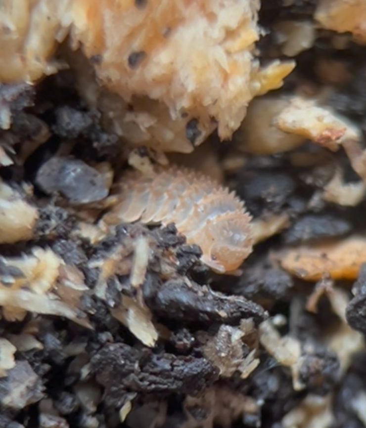 Cristarmadillidium muricatum "European Spiny" Isopods