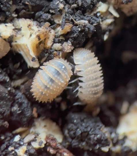 Cristarmadillidium muricatum "European Spiny" Isopods