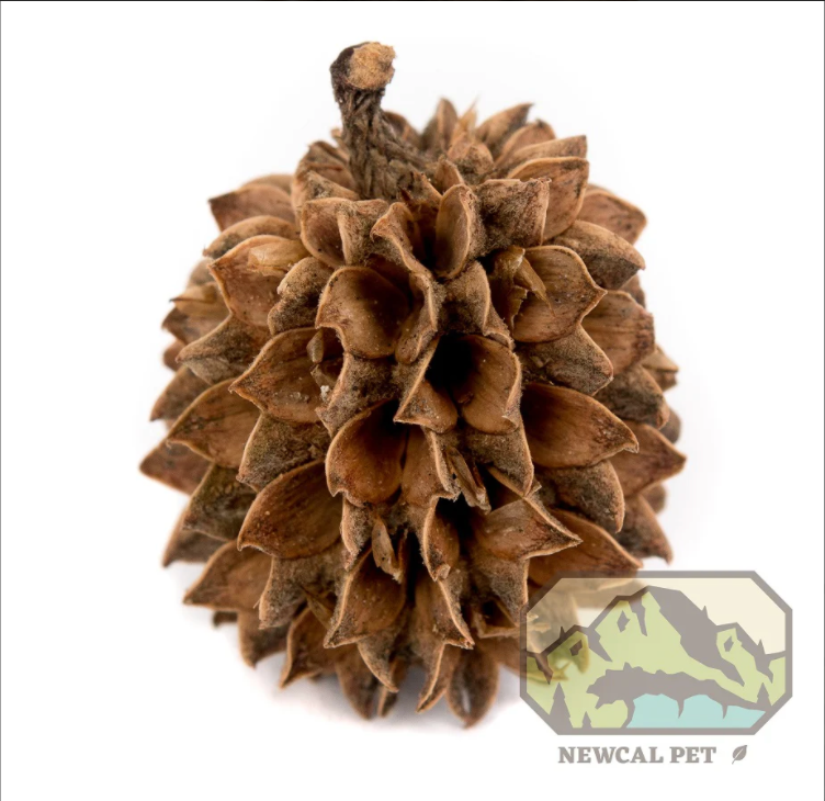NewCal Casuarina Cones 1 oz.