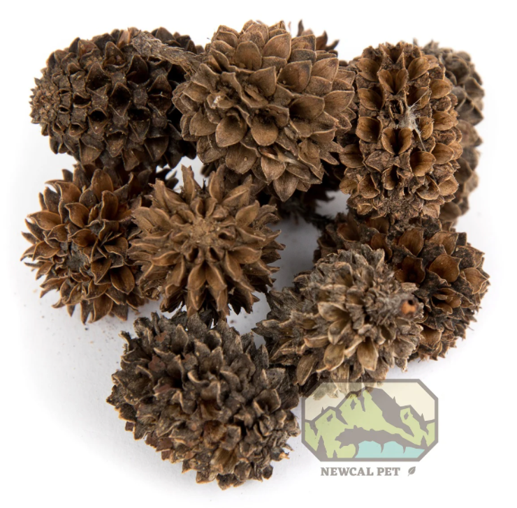 NewCal Casuarina Cones 1 oz.