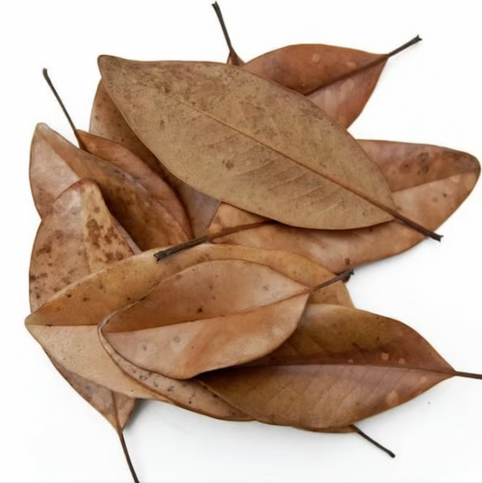Magnolia Leaves (5 pack)