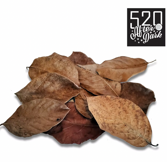 Jackfruit Leaves (10 pack)