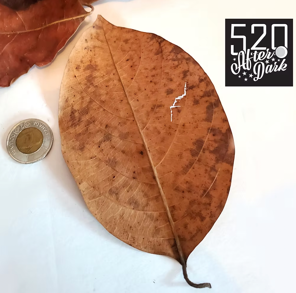 Jackfruit Leaves (10 pack)