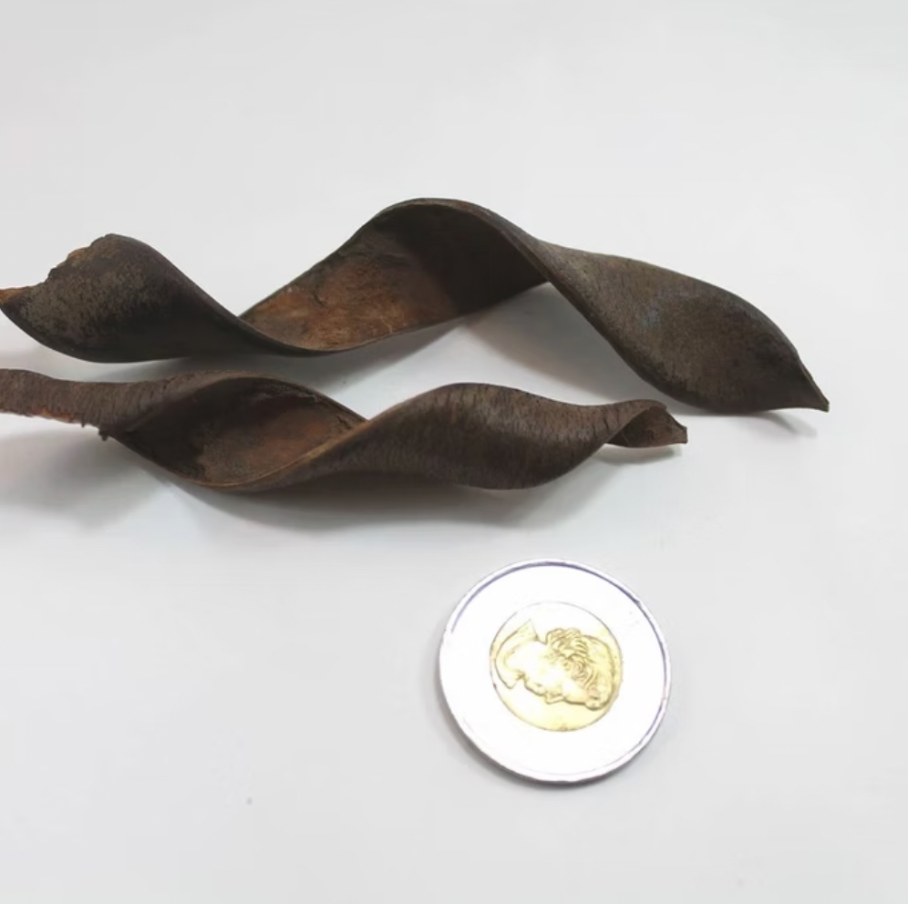 Kachna Tree Pods (3 pack)