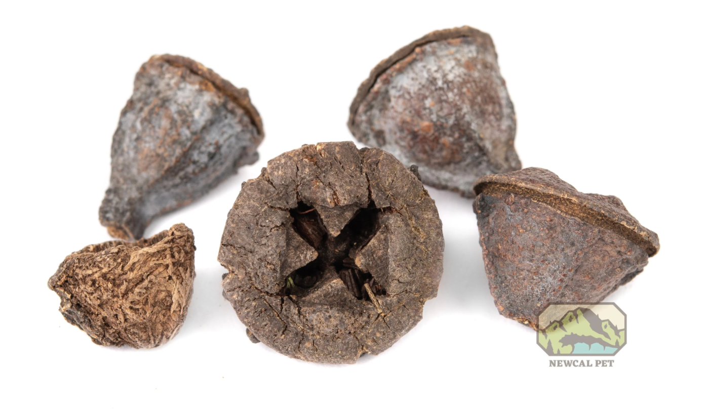 NewCal Eucalyptus Button Pods, 1.5 oz.