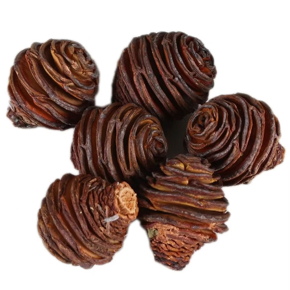 Honey Pot Cone, 1 pack