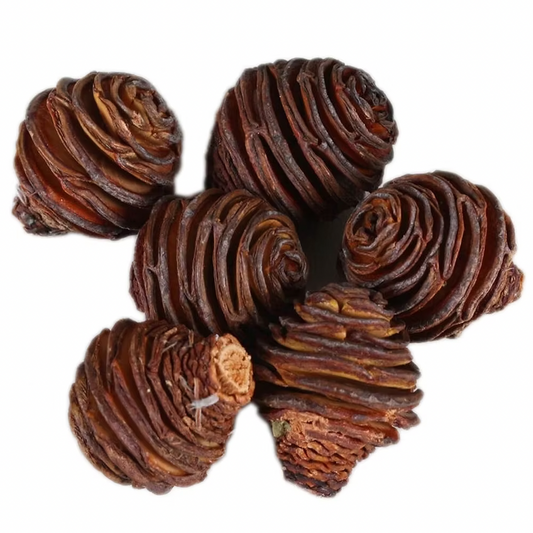 Honey Pot Cone, 1 pack