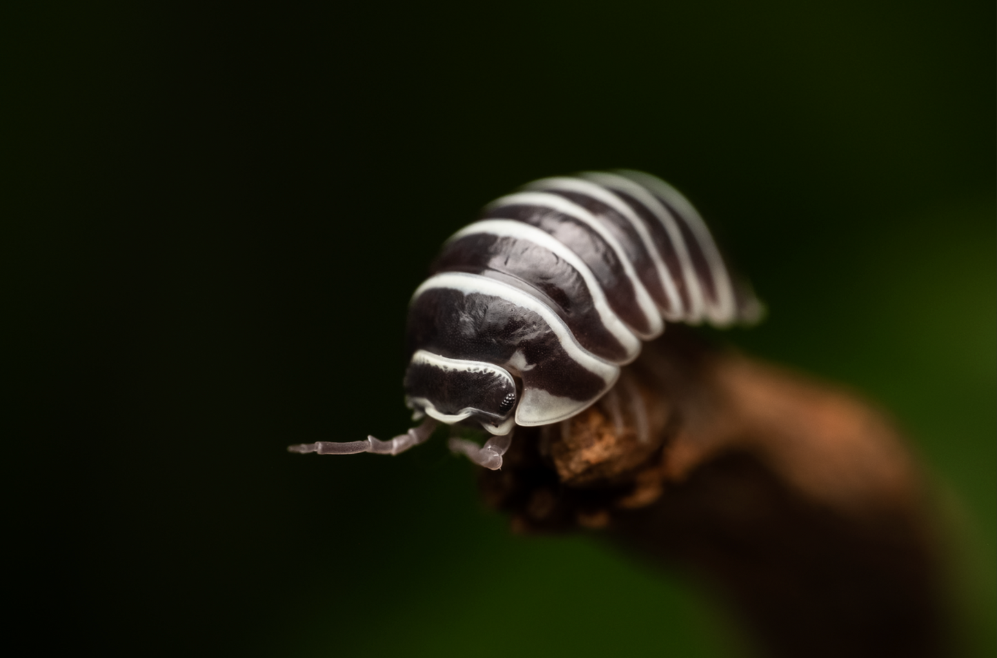 Armadillidium maculatum "Zebra" isopods